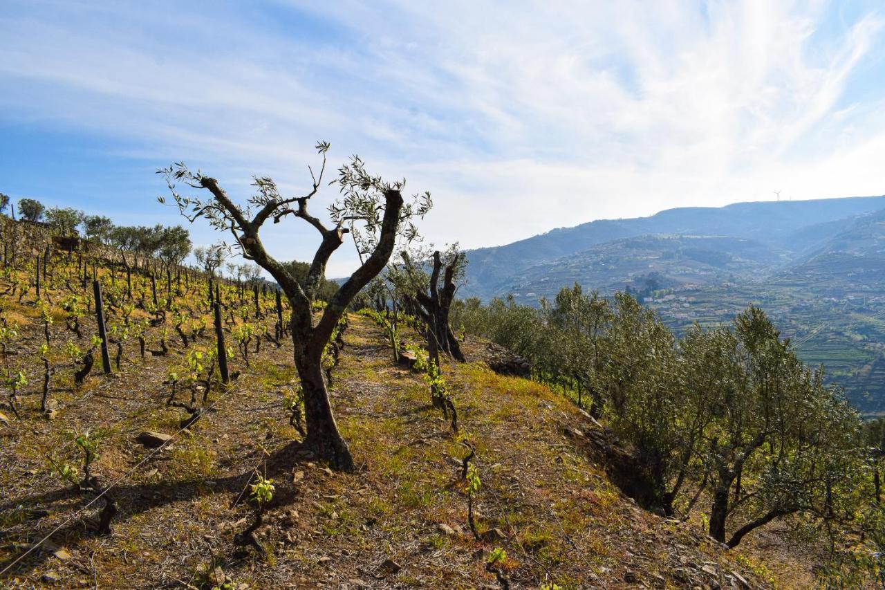Quinta Dos Padrinhos - Suites In The Heart Of The Douro Lamego Exteriör bild