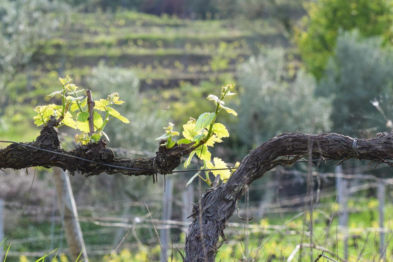 Quinta Dos Padrinhos - Suites In The Heart Of The Douro Lamego Exteriör bild